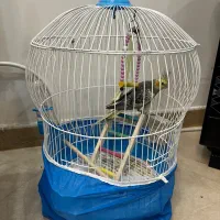 عروس هلندی نر|پرنده|کوچصفهان, |دیوار