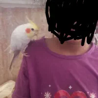 گمشده