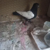 رنگی پلاکی اصل|پرنده|قم, انسجام|دیوار