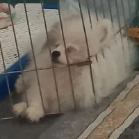 پامرانین|سگ|خوی, |دیوار