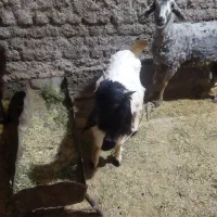 بزغاله نر|حیوانات مزرعه|زاغه, |دیوار