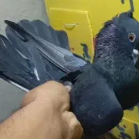 کبوتر غریب پرشی ناب