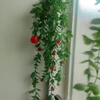شمشاد|گل و گیاه طبیعی|تنکمان, |دیوار