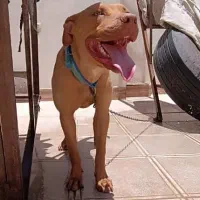 پیتبول ماده|سگ|سیرجان, |دیوار