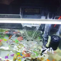 آکواریوم|ماهی|ری, اقدسیه|دیوار