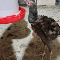 مرغ و خروس لاری