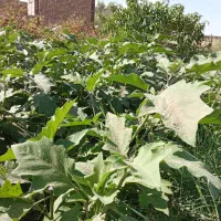 زمین کشاورزی