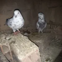 کبوتر پرشی|پرنده|پاکدشت, پاکدشت (مامازند)|دیوار