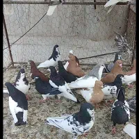 کفتر فروشی