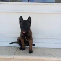 بلژین مالینویز باشگاه تخصصی پرورش تربیت فروش