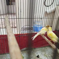 یک جفت قناری نروماده سالم وسرحال