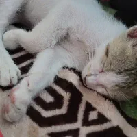 گربه خانگی گمشده|حیوانات|اندیمشک, |دیوار