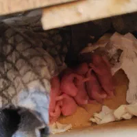 فروش تکی یا گله ی همستر سوری مو بلند|موش و خرگوش|پرند, فاز ۶|دیوار