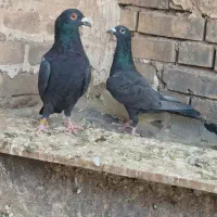 کبوتر نرماده پلاکی دورگ|پرنده|شوشتر, |دیوار