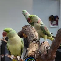 پرنده