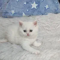 گربه اصالت دار و خالص از همه نژاد ها|گربه|قم, سراجه (۱۵ خرداد)|دیوار