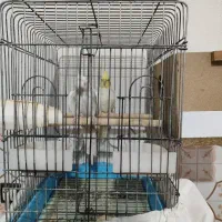 عروس هلندی ماده و نر تک یا جفت دستی قفس و لونه|پرنده|مرودشت, فرهنگ|دیوار