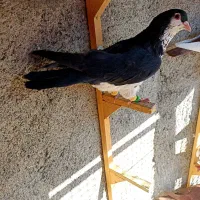 کفتررنگه‌وسارعطیقه