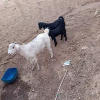 بز همراه دوشنک نر|حیوانات مزرعه|مهرستان, |دیوار