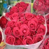 گل رز|گل و گیاه طبیعی|اصفهان, شاهزید|دیوار