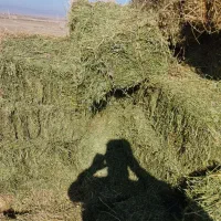 فروش یونجه چین یک ودو