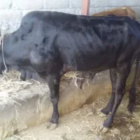 گوساله نر|حیوانات مزرعه|بیکاه, |دیوار