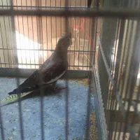 جوجه عروس هلندی