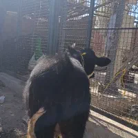 گوساله|حیوانات مزرعه|نظر کهریزی, |دیوار