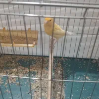 پرنده|پرنده|جیرفت, |دیوار