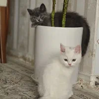بچه کربه
