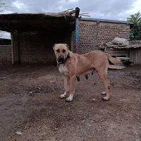 سگ آلابای ماده نوه نادیر ودختر بوسر|سگ|تهران, شهرک شریعتی|دیوار
