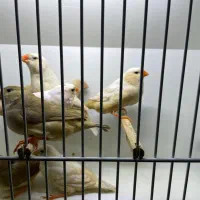 فنچ هاف اورنج و ایزابل و بلک برست از رگ خونی بالا|پرنده|چهاردانگه (تهران), |دیوار