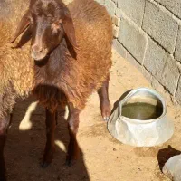 بره نر|حیوانات مزرعه|هریس, |دیوار