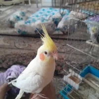عروس هلندی