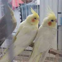 عروس هلندی ماده