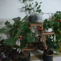 فروش-منزل-ویلایی-دوطبقه-نیم-سرچشمه-زارچ