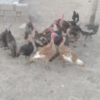 بوقلمون|حیوانات مزرعه|باوی, |دیوار