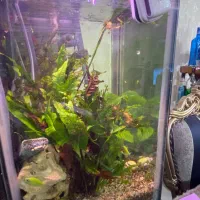 اکواریوم|ماهی|تهران, امام زاده عبدالله|دیوار