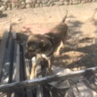 فروش سگ پژدر