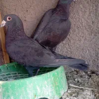 جفت زاغ گوک