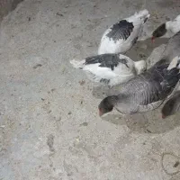 غاز خانگی|حیوانات مزرعه|مرودشت, ثبت احوال|دیوار