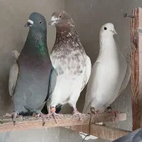 کبوتر  پرشی|پرنده|کهریزک, |دیوار