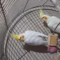 عروس هلندی|پرنده|ساوه, |دیوار