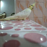 فروش عروس هلندی ،نر و ماده|پرنده|بندر گز, |دیوار