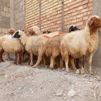 گوسفند آبستن داشتی|حیوانات مزرعه|ملکشاهی, |دیوار