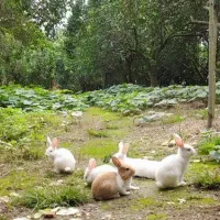 فروش خرگوش