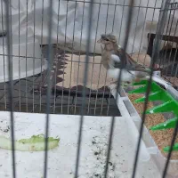 فروش ماده قناری کاکلی اماده