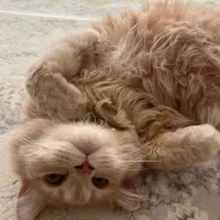 واگزاری|گربه|سنندج, |دیوار