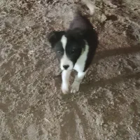 توله.  4 ماهه  اصیل نر خیلی زرنگه