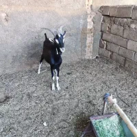فروش یک راس نربز آلپاین